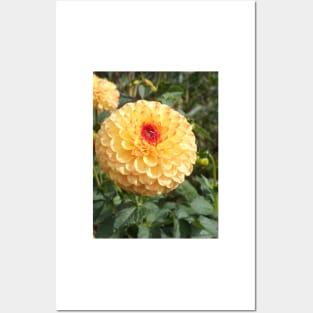 Orange Chrysanthemum Posters and Art